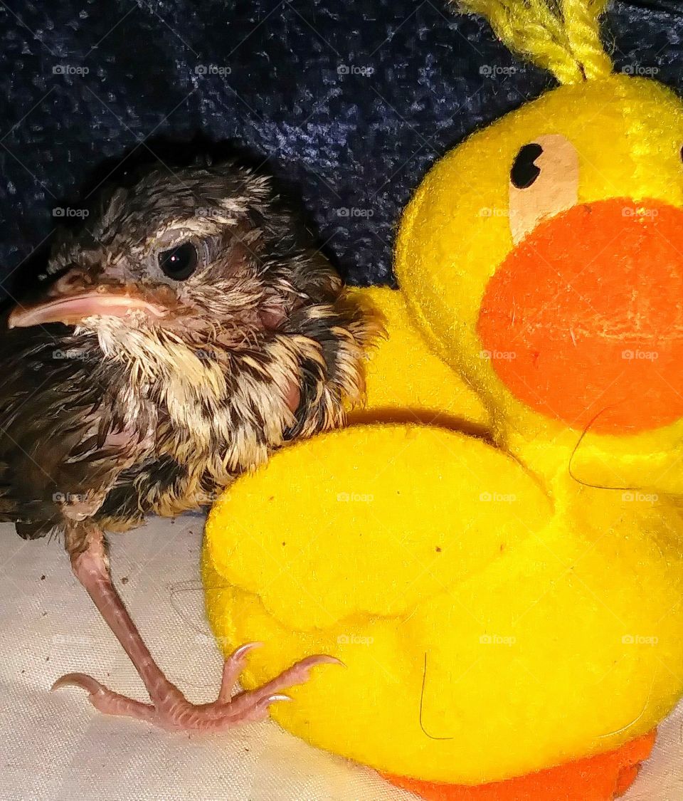 sparrow baby and duck