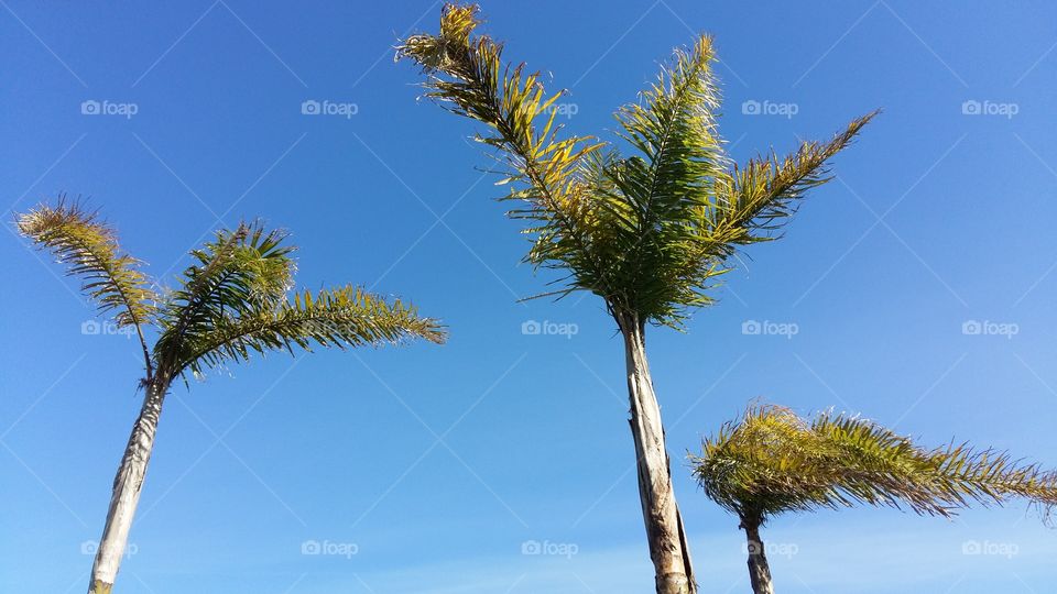 Palms