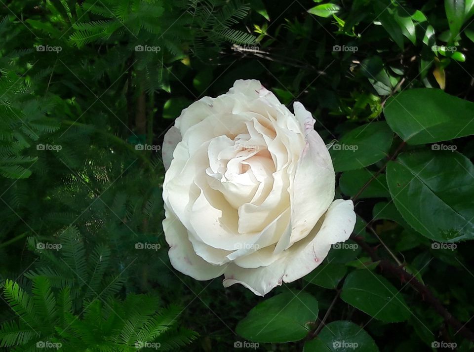 white rose