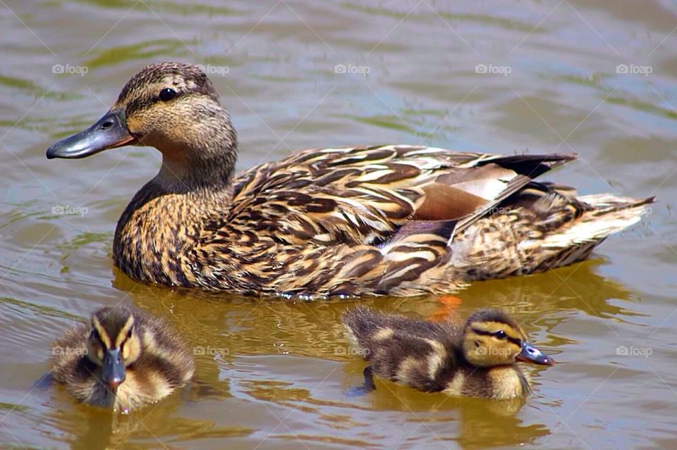 Mommy Duck and her Ducklings