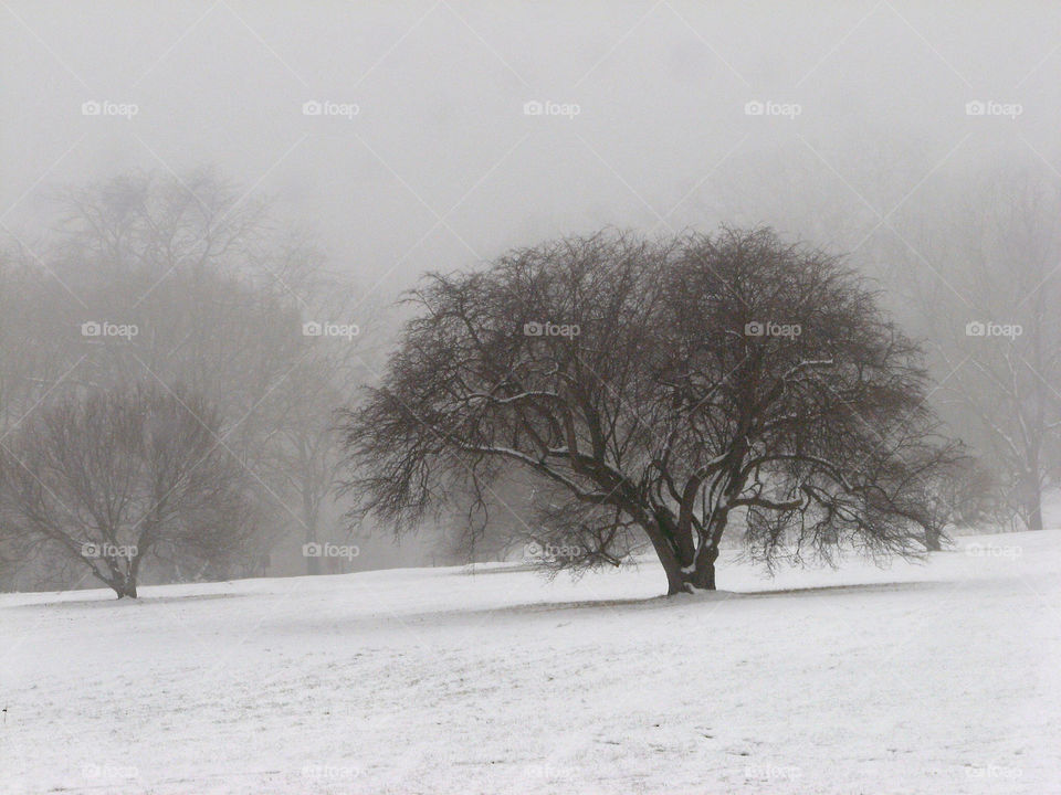 winter tree cold mist by landon