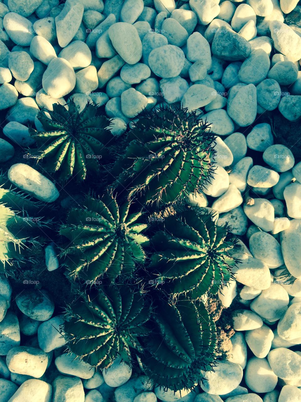 Cactus 🌵 from Lanzarote Canary 