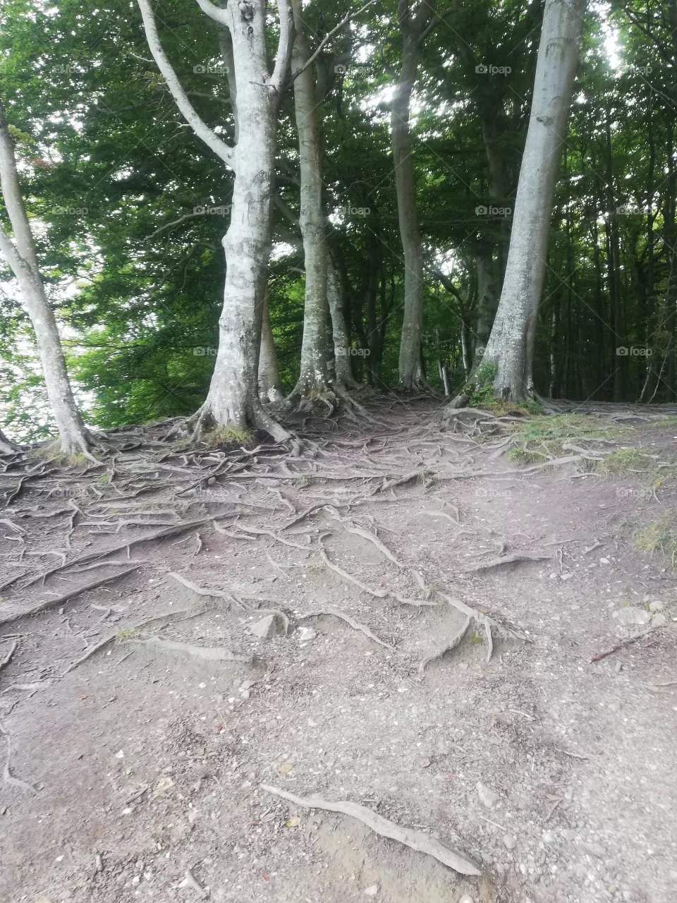 Wurzeln