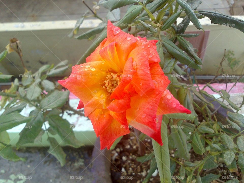 rose flower with water drops