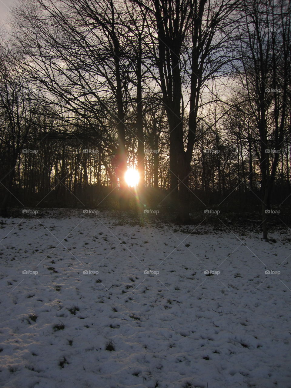 Winter, Snow, Dawn, Landscape, Tree