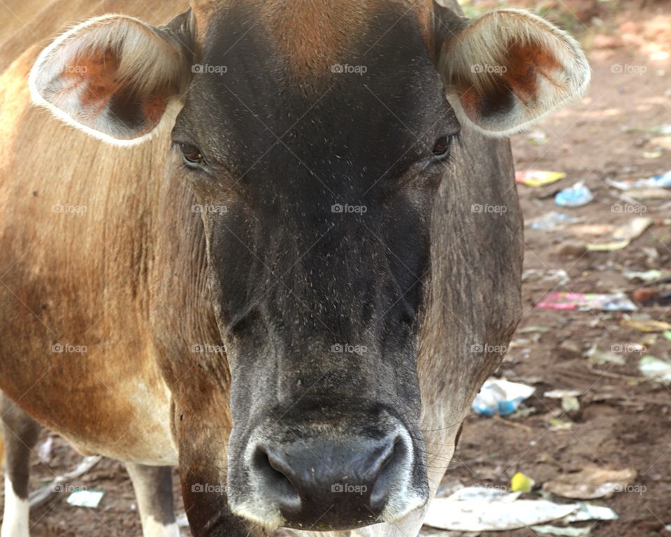 cow