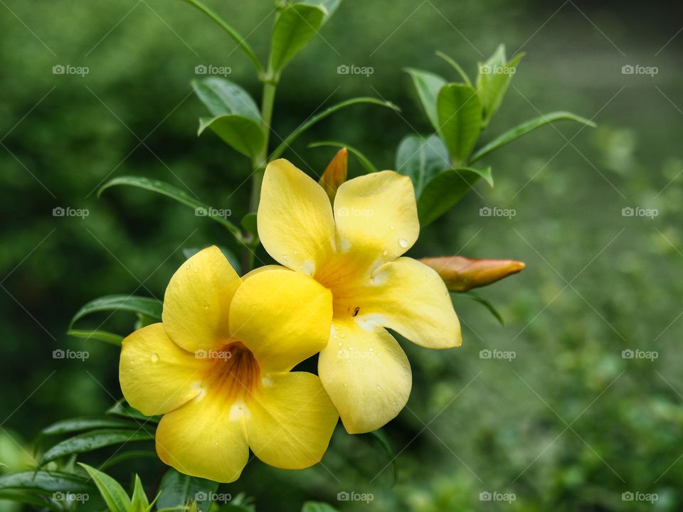 Allamanda yellow flower in garden