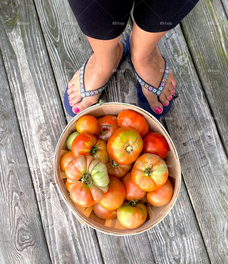 Bushel of homegrown red tomatoes 