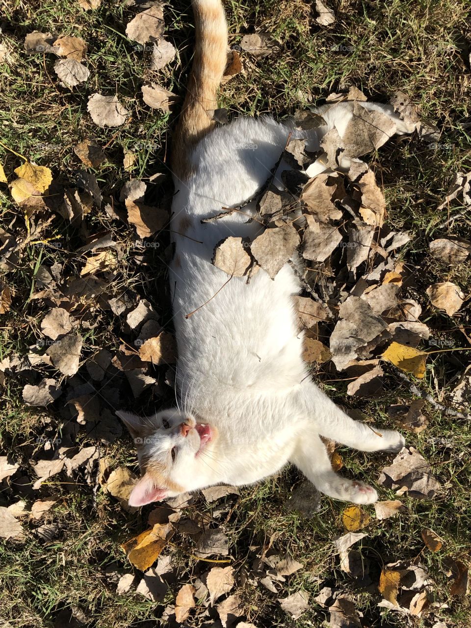 Adorable cat soaking up some sun rays on a warm autumn afternoon