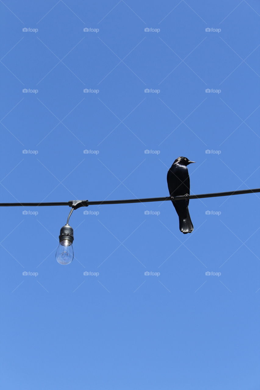 Bird on a Wire