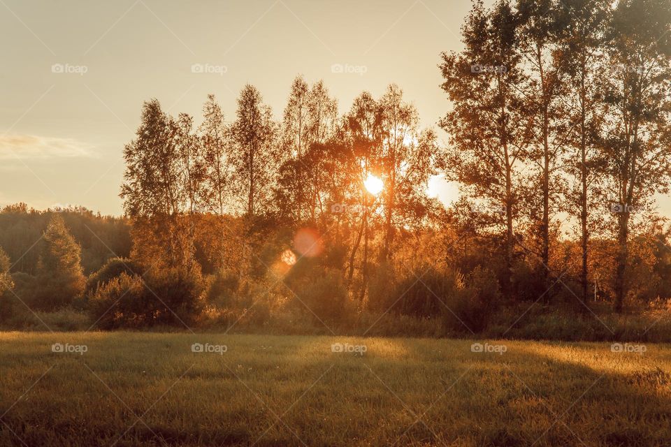 Summer evening landscape 