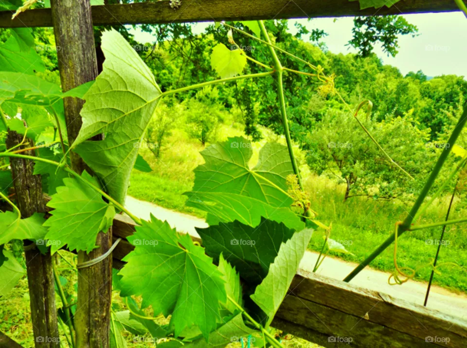 🌿