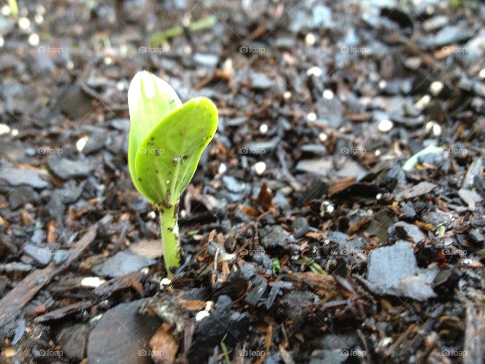 Watermelon Sprout