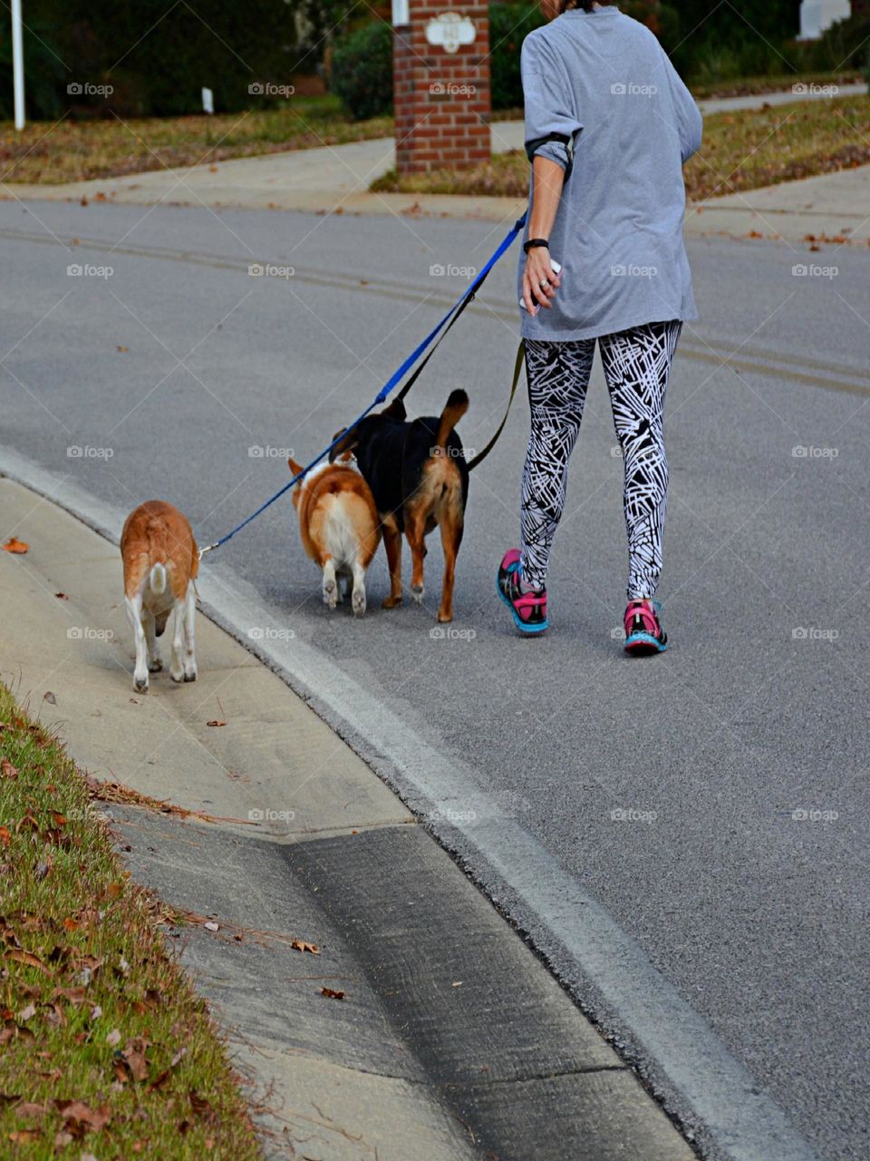 Dog owners enjoy numerous health and social benefits by walking their dog a few times a week. Benefits include improved cardiovascular fitness, lower blood pressure, stronger muscles and bones, built up by walking regularly), and decreased stress.