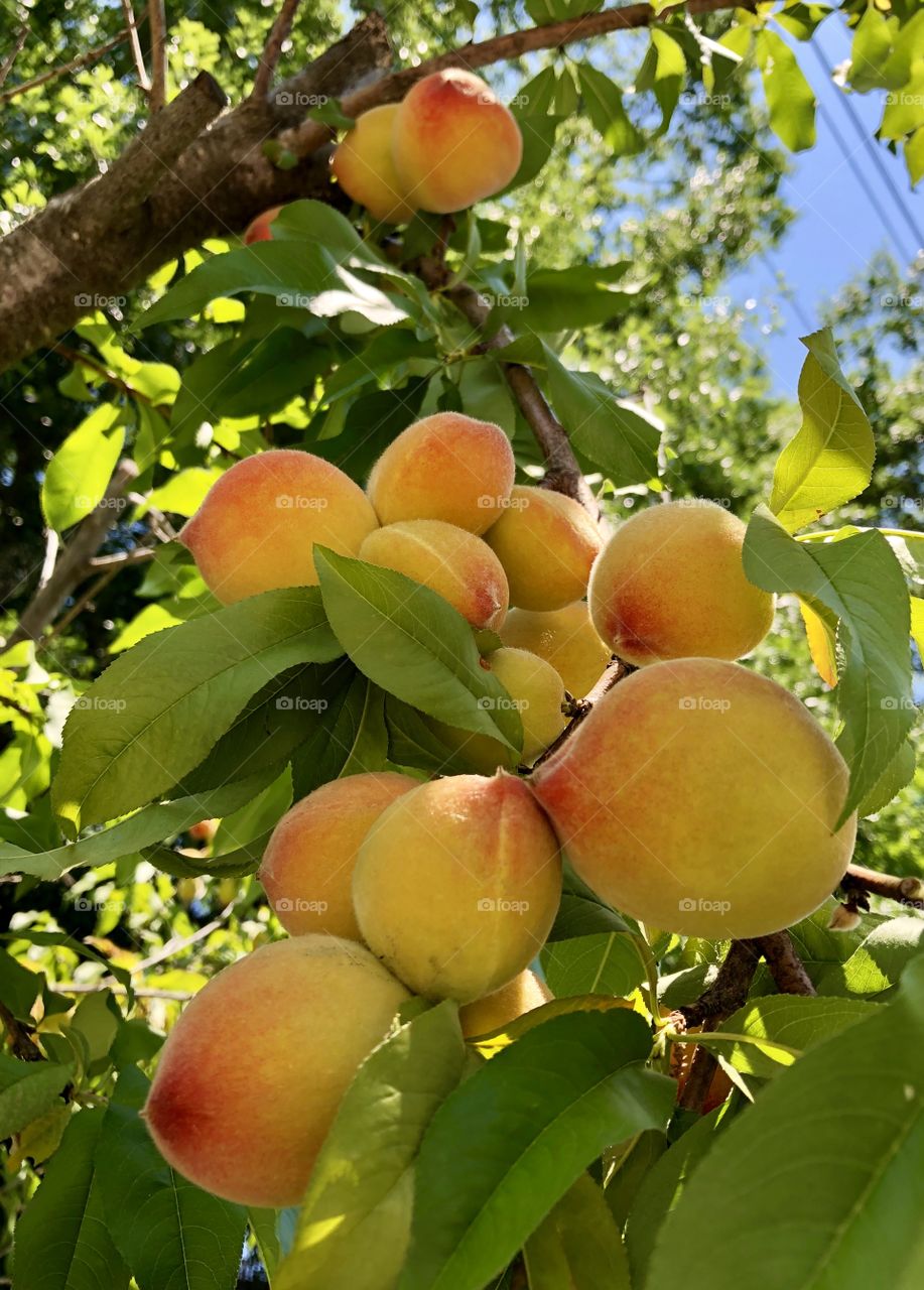 Peaches galore; ripening to their sweet, juicy perfection. Size matters not- bursting with flavor! 