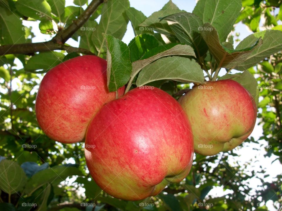 Apple tree
