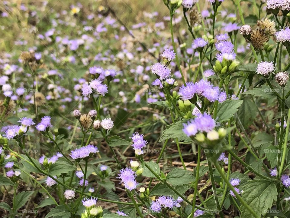 Plants around us, Countryside ( Thailand)