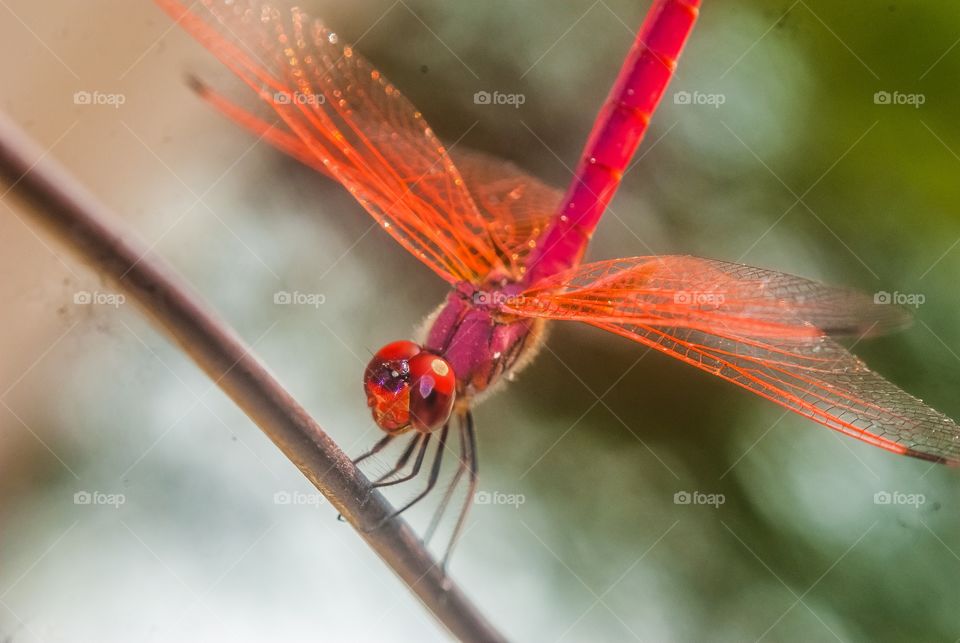 beautiful macro shot 