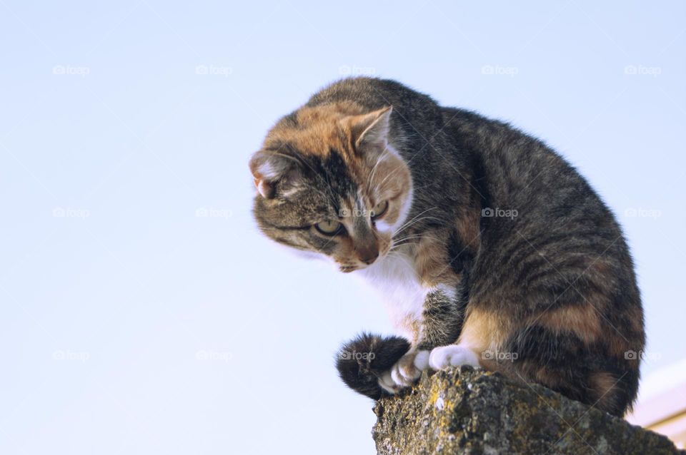 big fluffy cat sitting on the fence