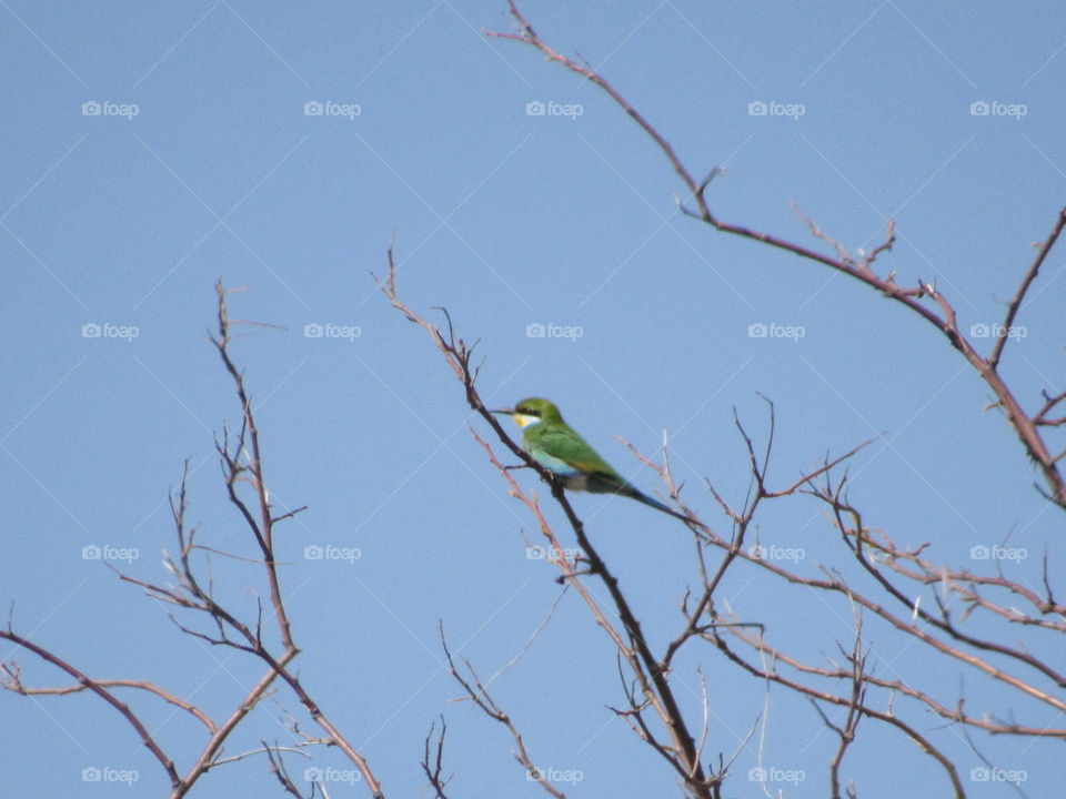 Africa bee eater