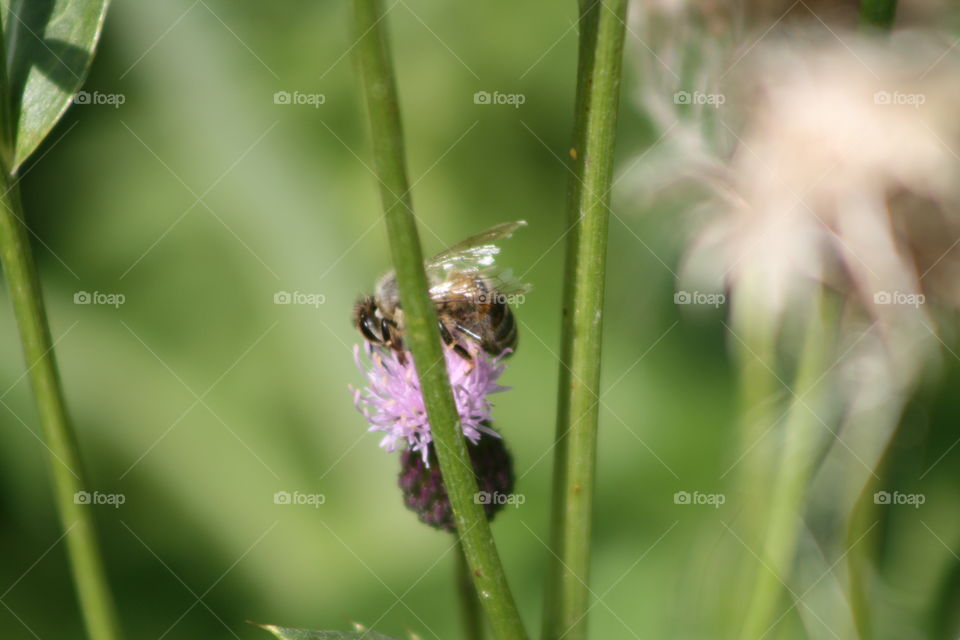 Bee