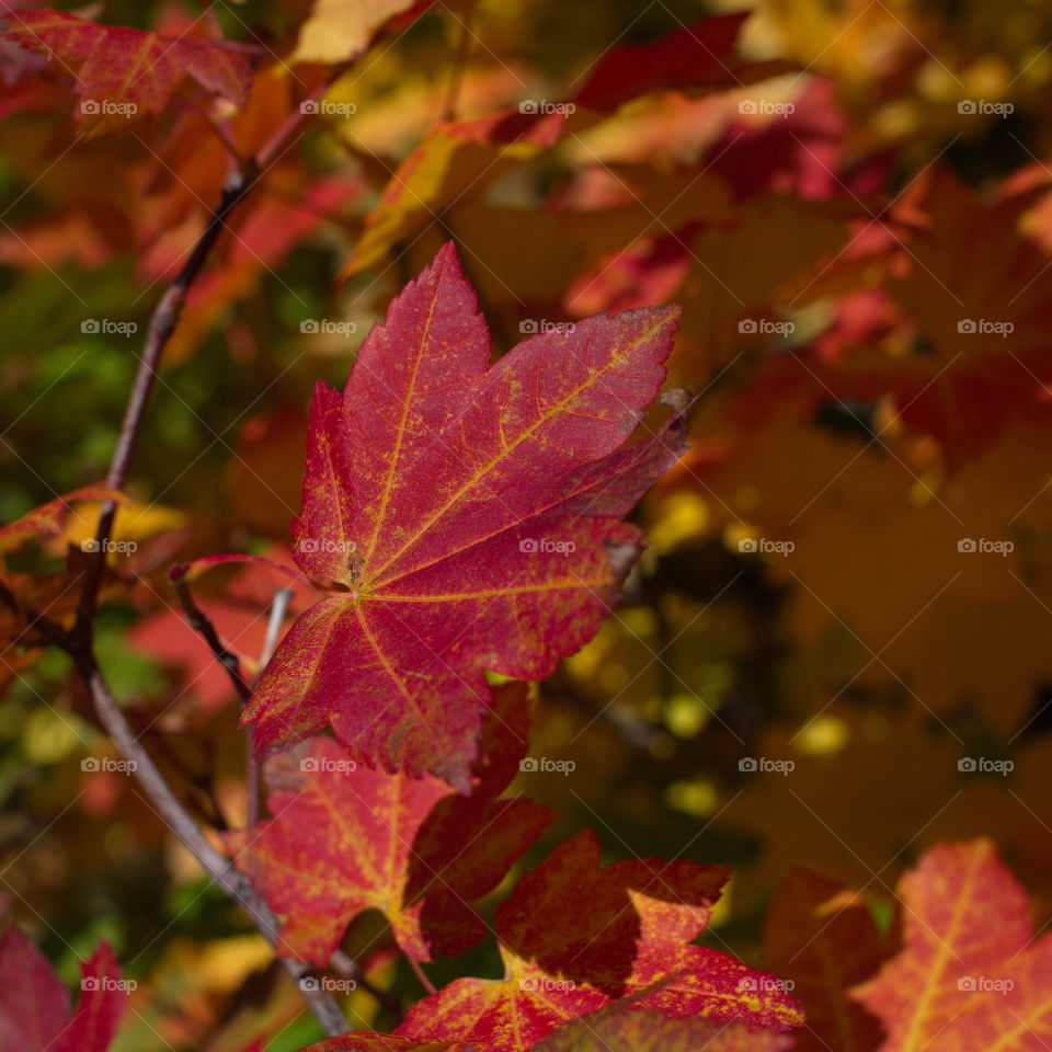 A bright red maple leaf with finely detailed yellow veins in its glorious autumn colors on a sunny fall day. 