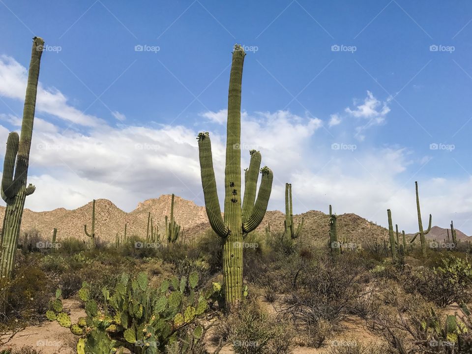 Nature - Desert Landscape 