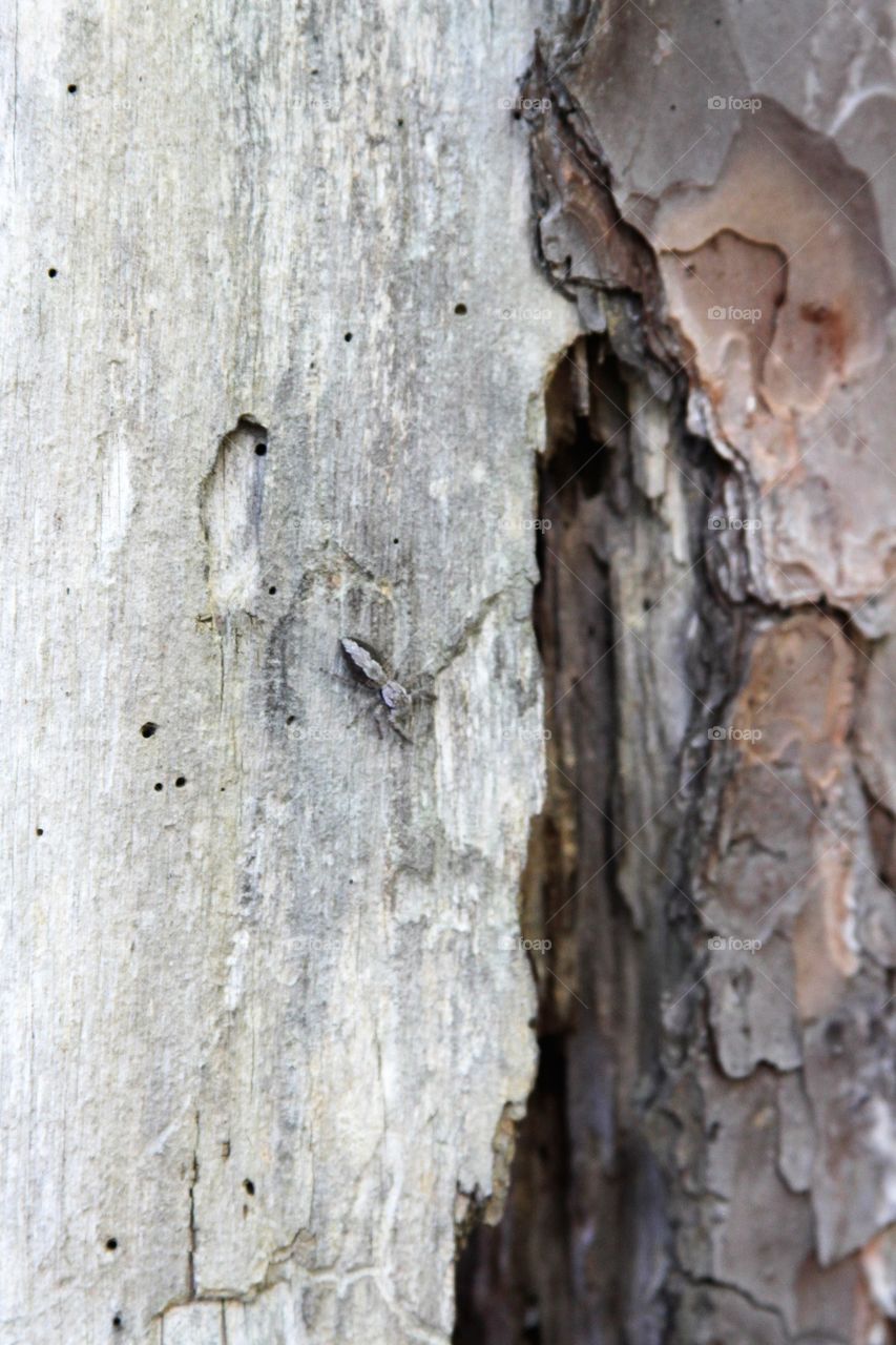 spider blending into bark.