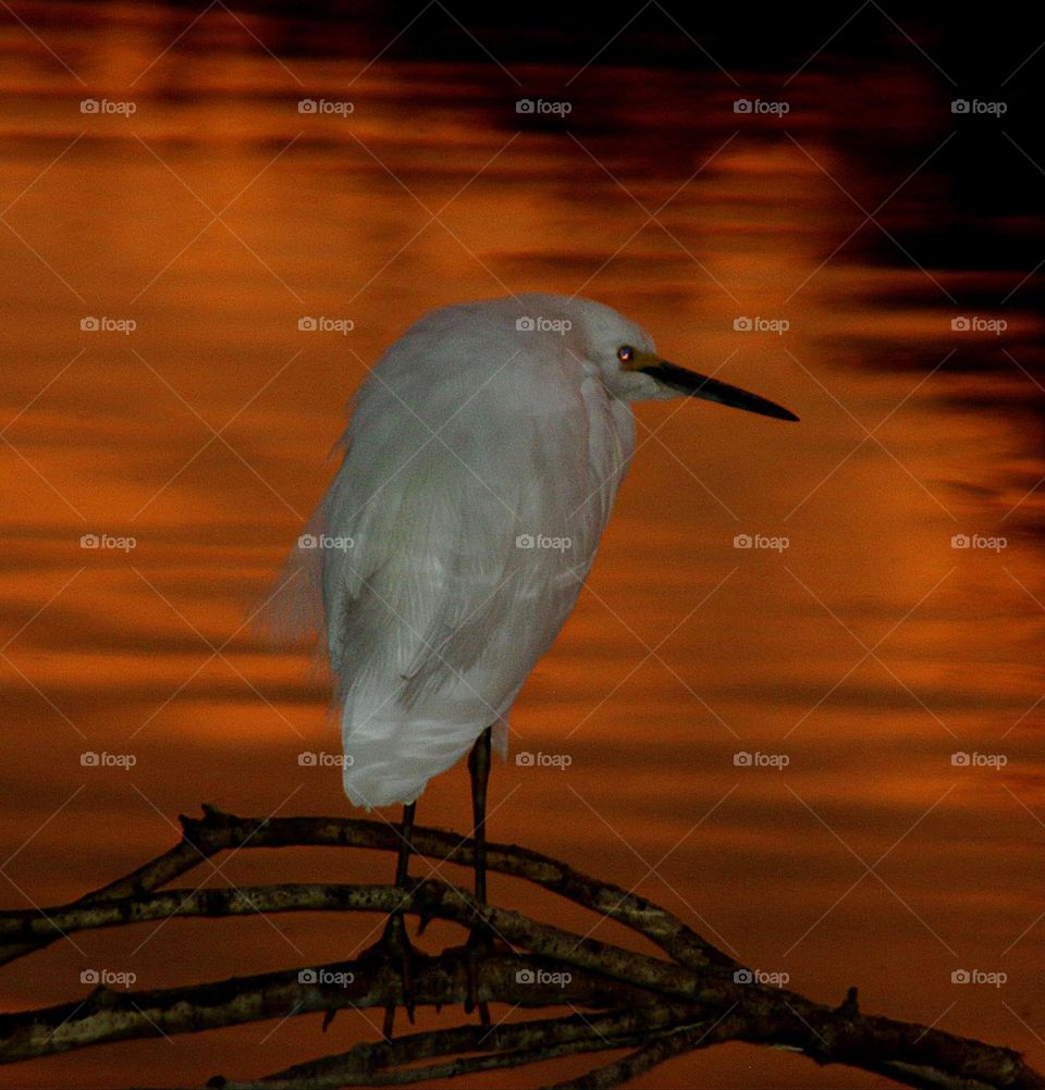 Snowy Egret on Pre-dawn Lakeshore