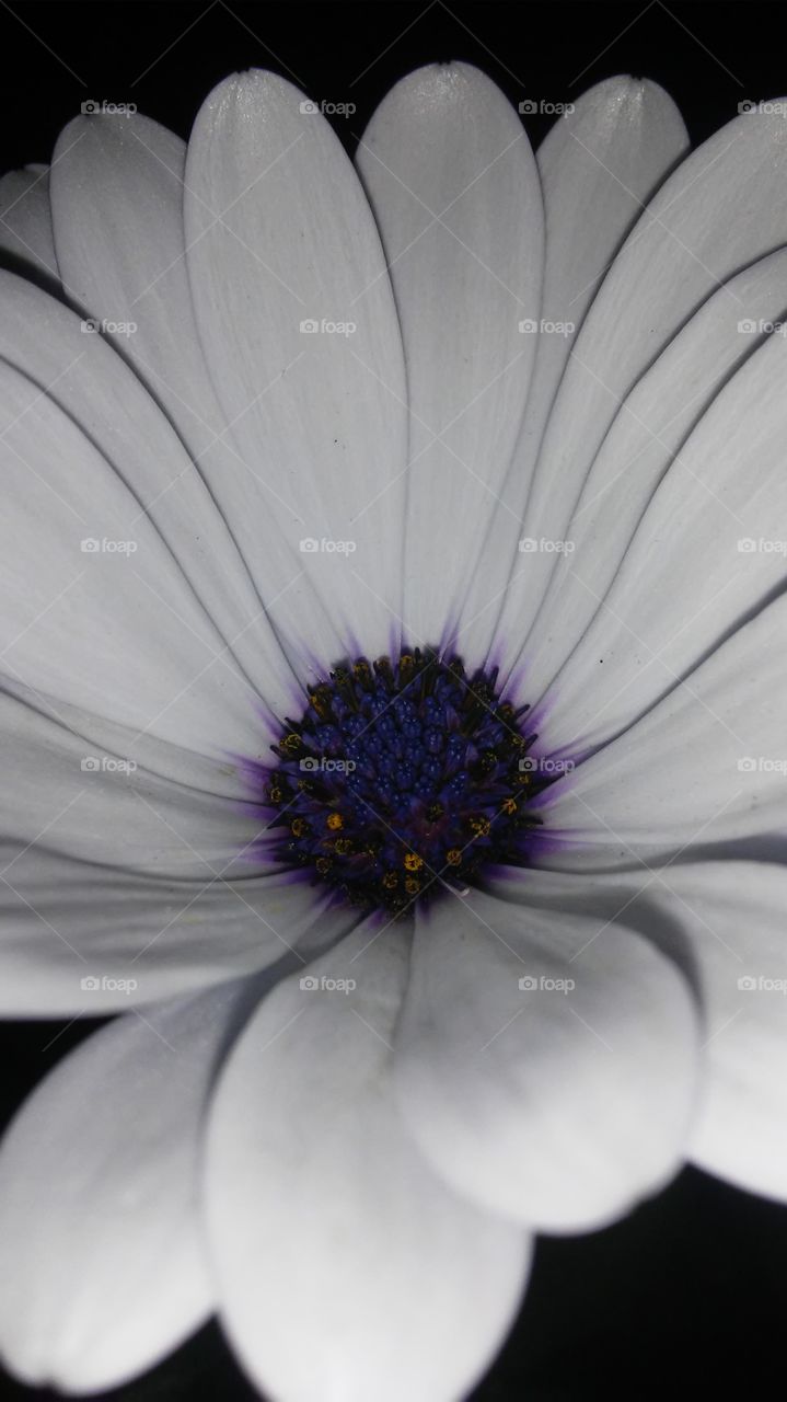 Flower, No Person, Flora, Nature, Beautiful