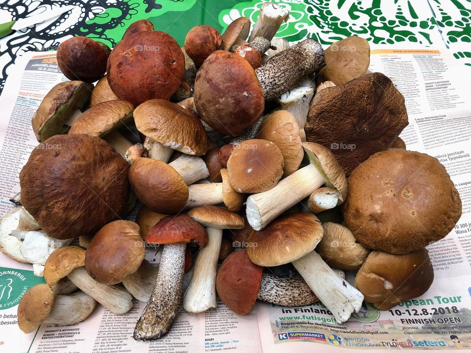 Silent hunting catch: bunch heap of delicious uncultivated forest boletus mushrooms.