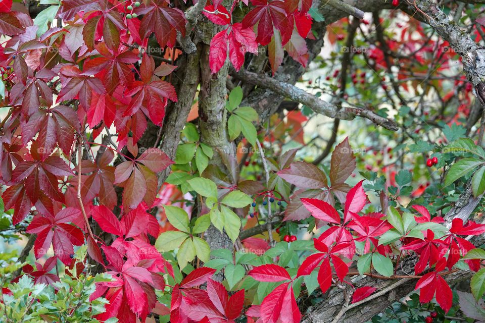 Red Virginia creeper in mixture of other plants and shrubs.