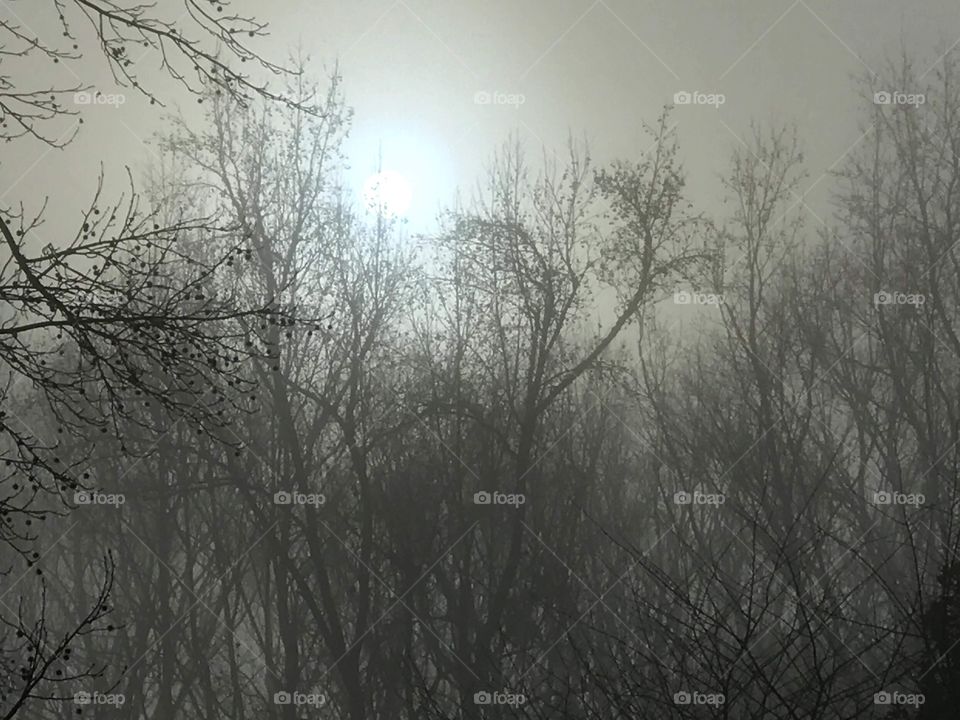 Foggy morning.   Fog trees sun