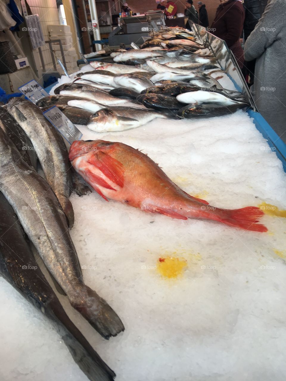Fish at the market 