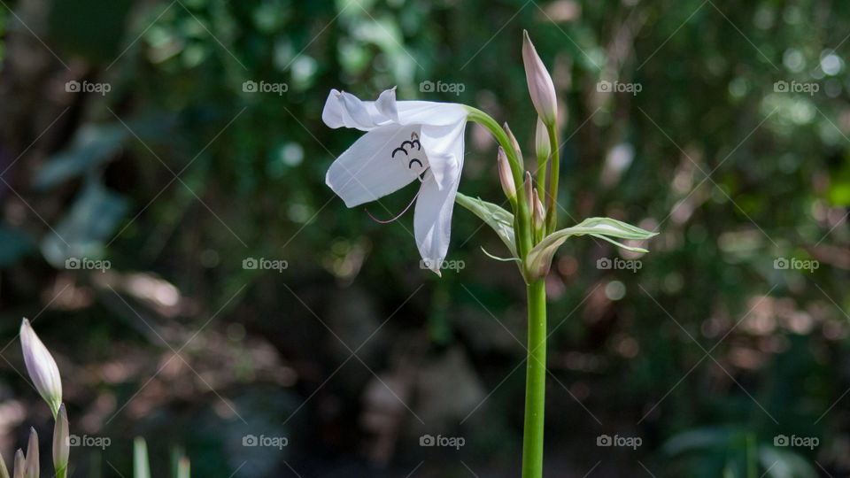white and green flowers
