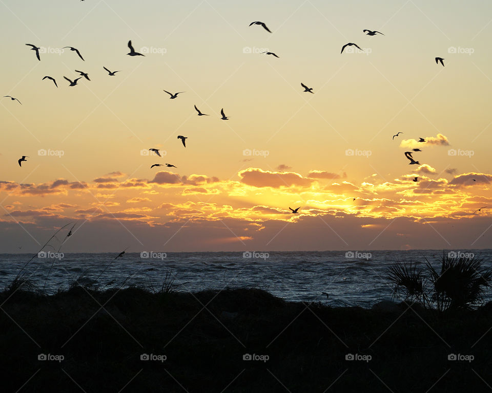 Birds flying at sunrise over the ocean