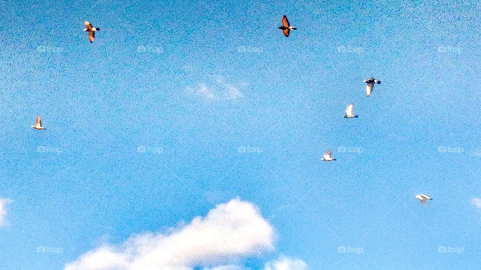 Birds with the sky