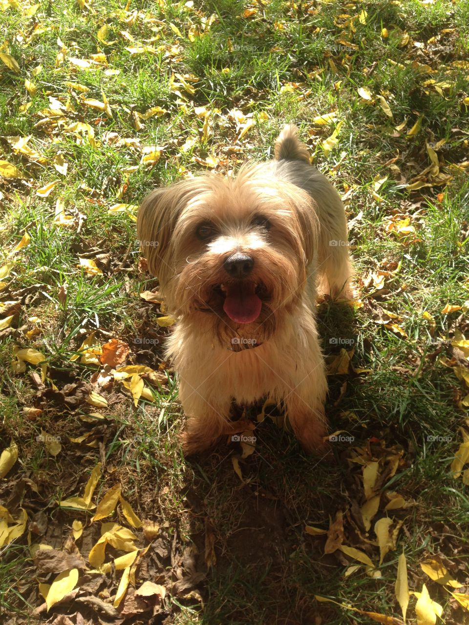 Fall puppy. Fall puppy 