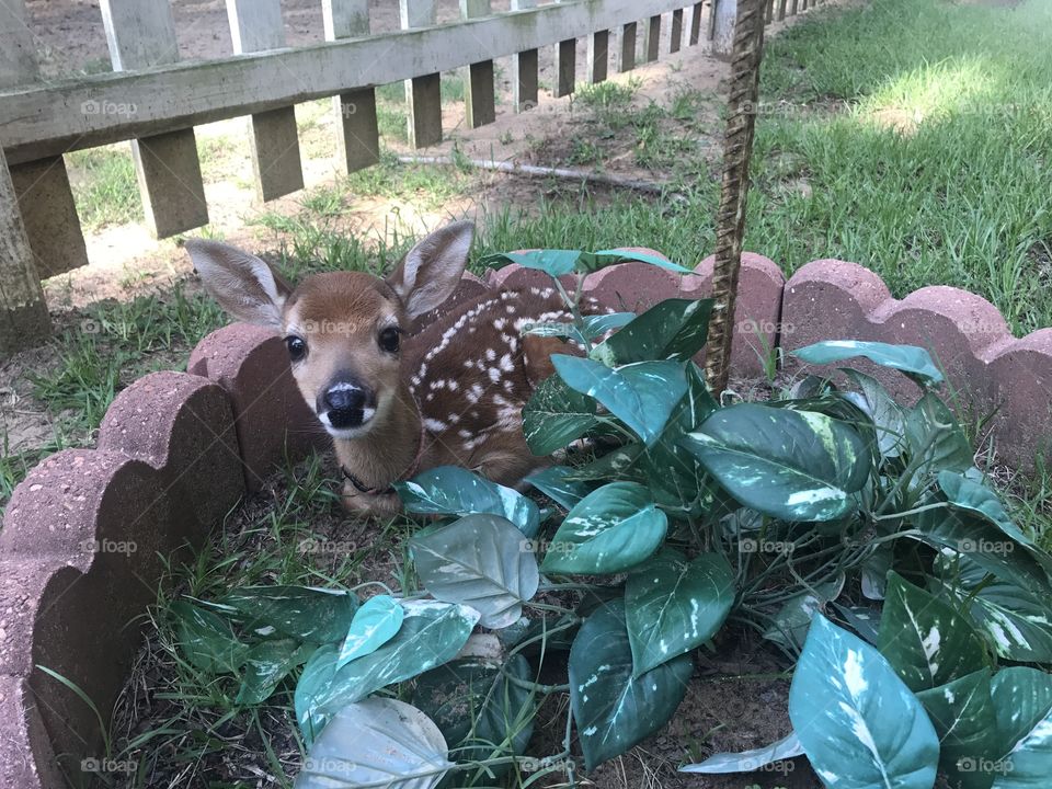#Fawn