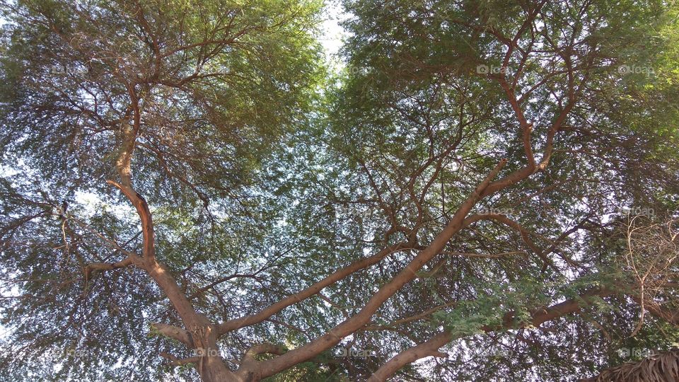 the stem is love simbl