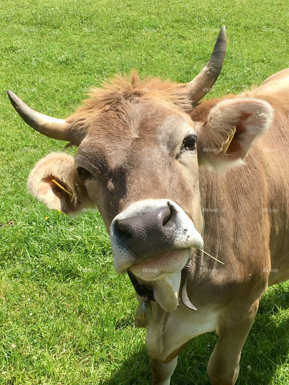 Happy cow 🐂