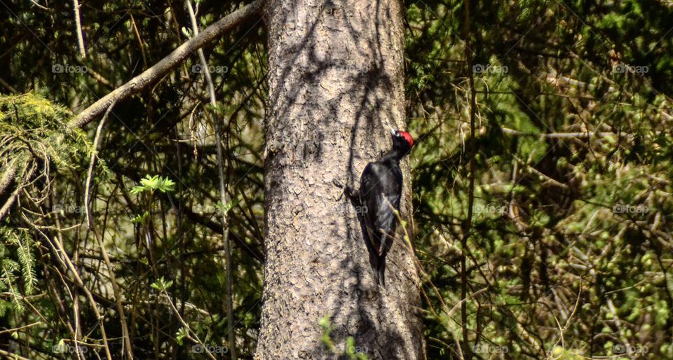 Black woodpecker 
