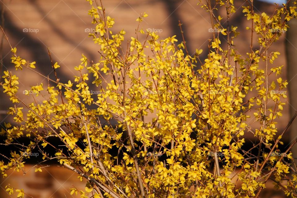 Spring in Bloom