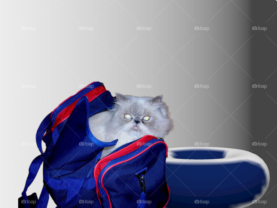 cat in a bag