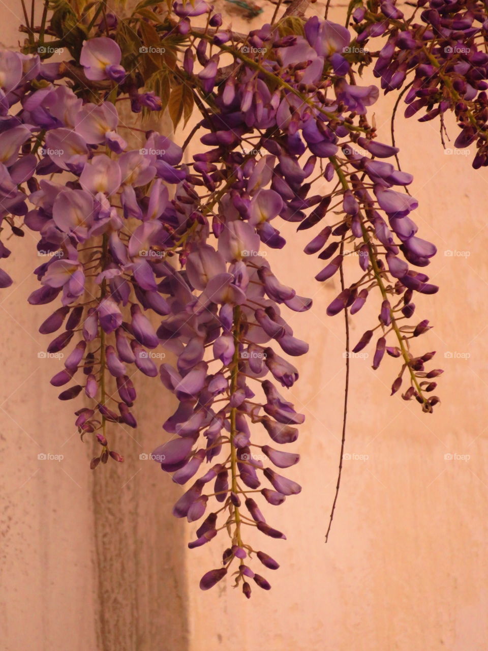 wisteria