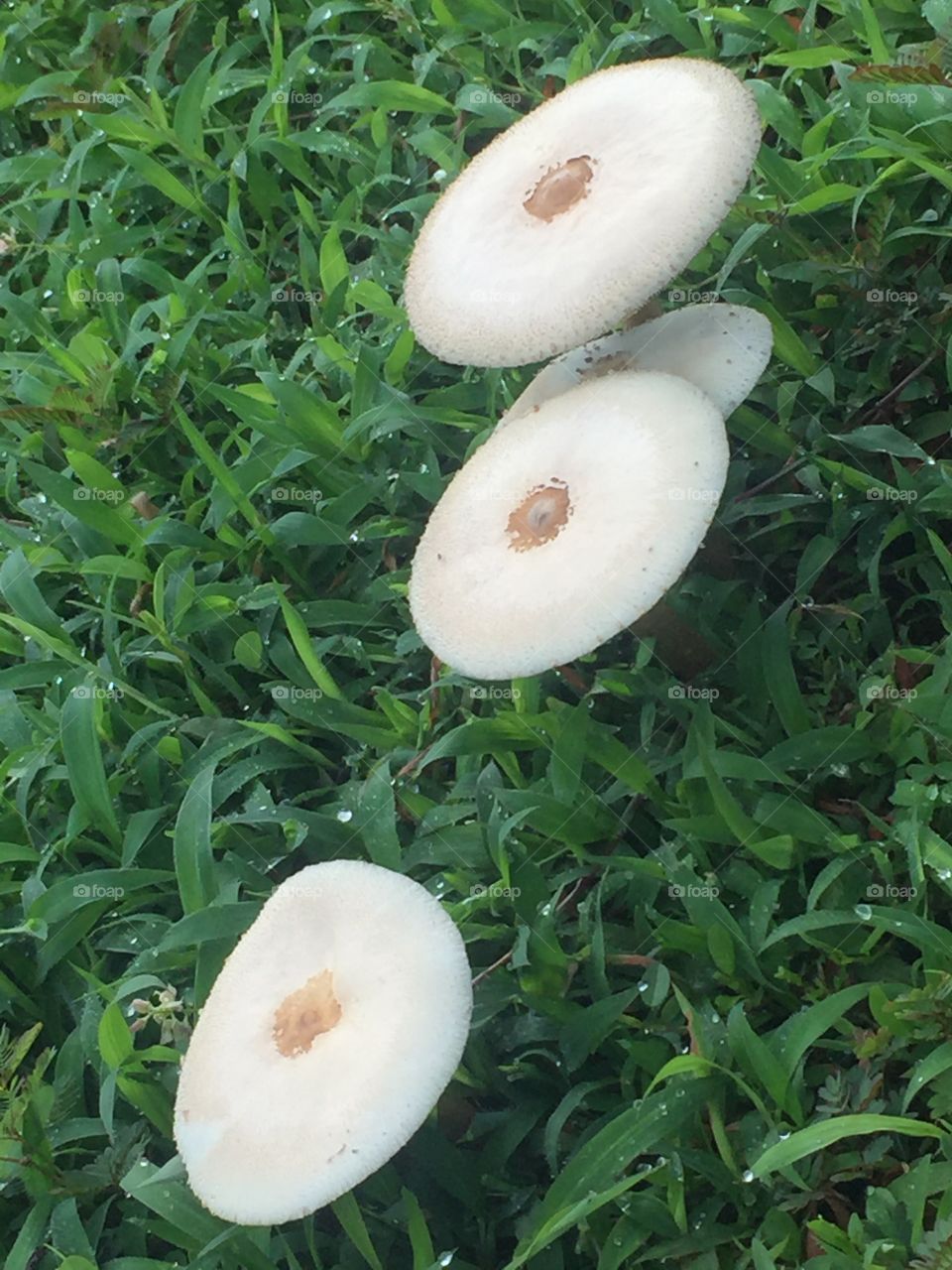 Mushrooms, Pasir Ris