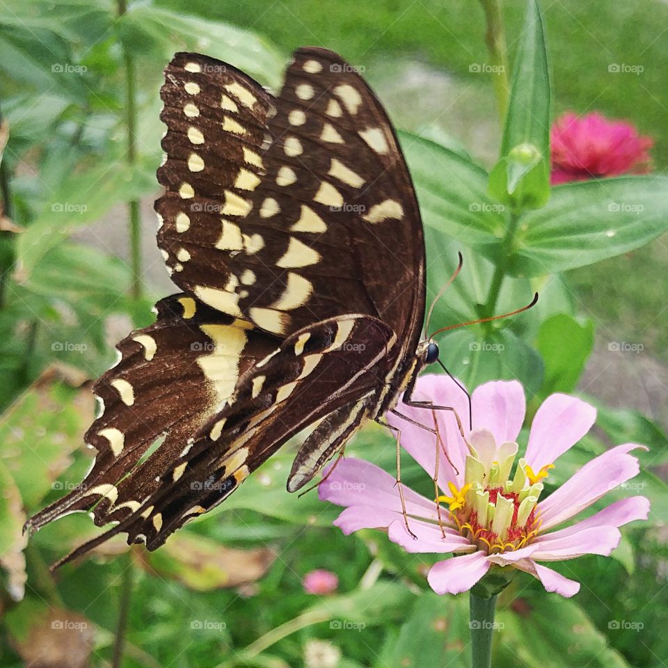 butterfly on pink zinnia