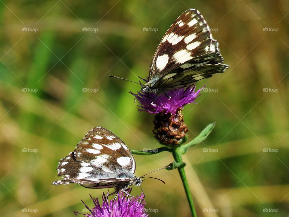 butterfly couple nature green