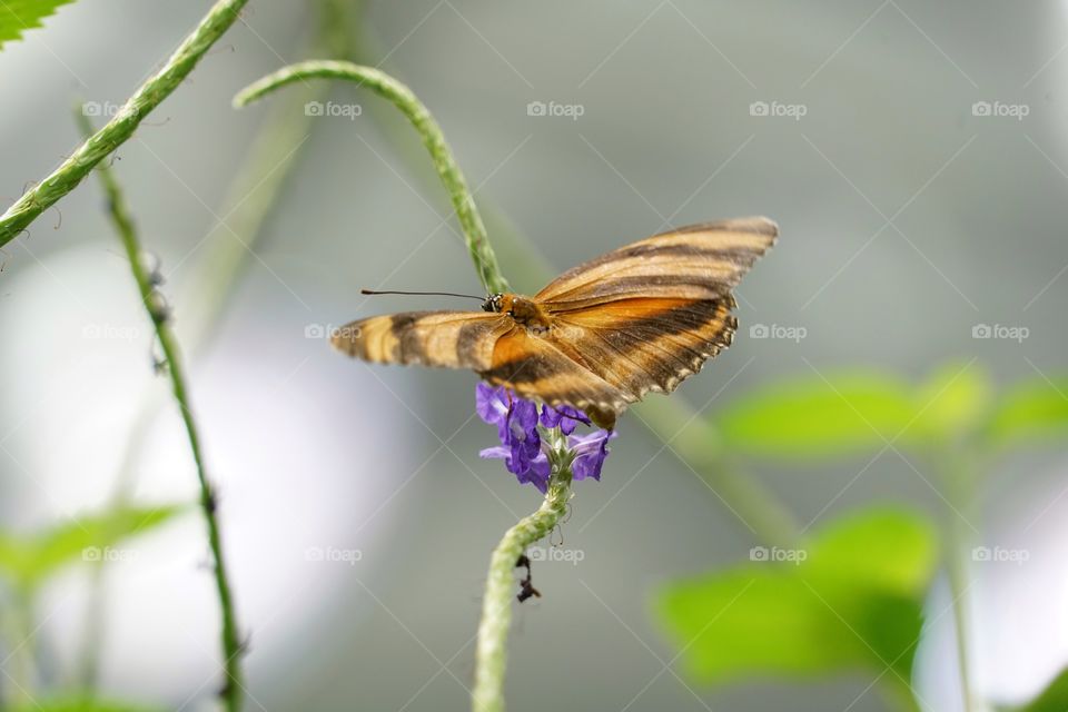 Butterfly In An Urban Garden 
