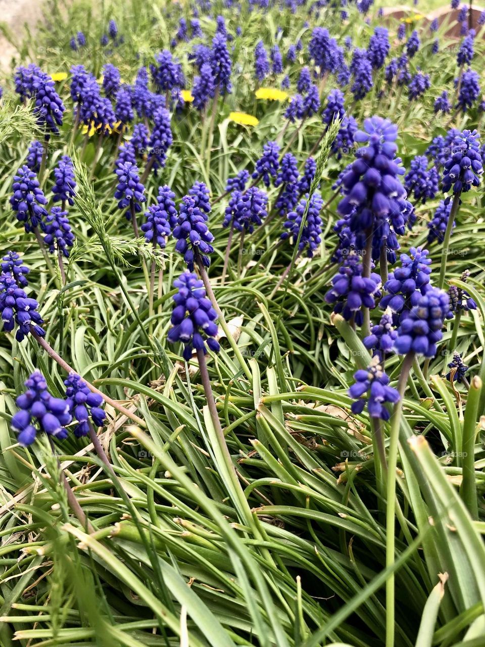 Grape hyacinth in spring 